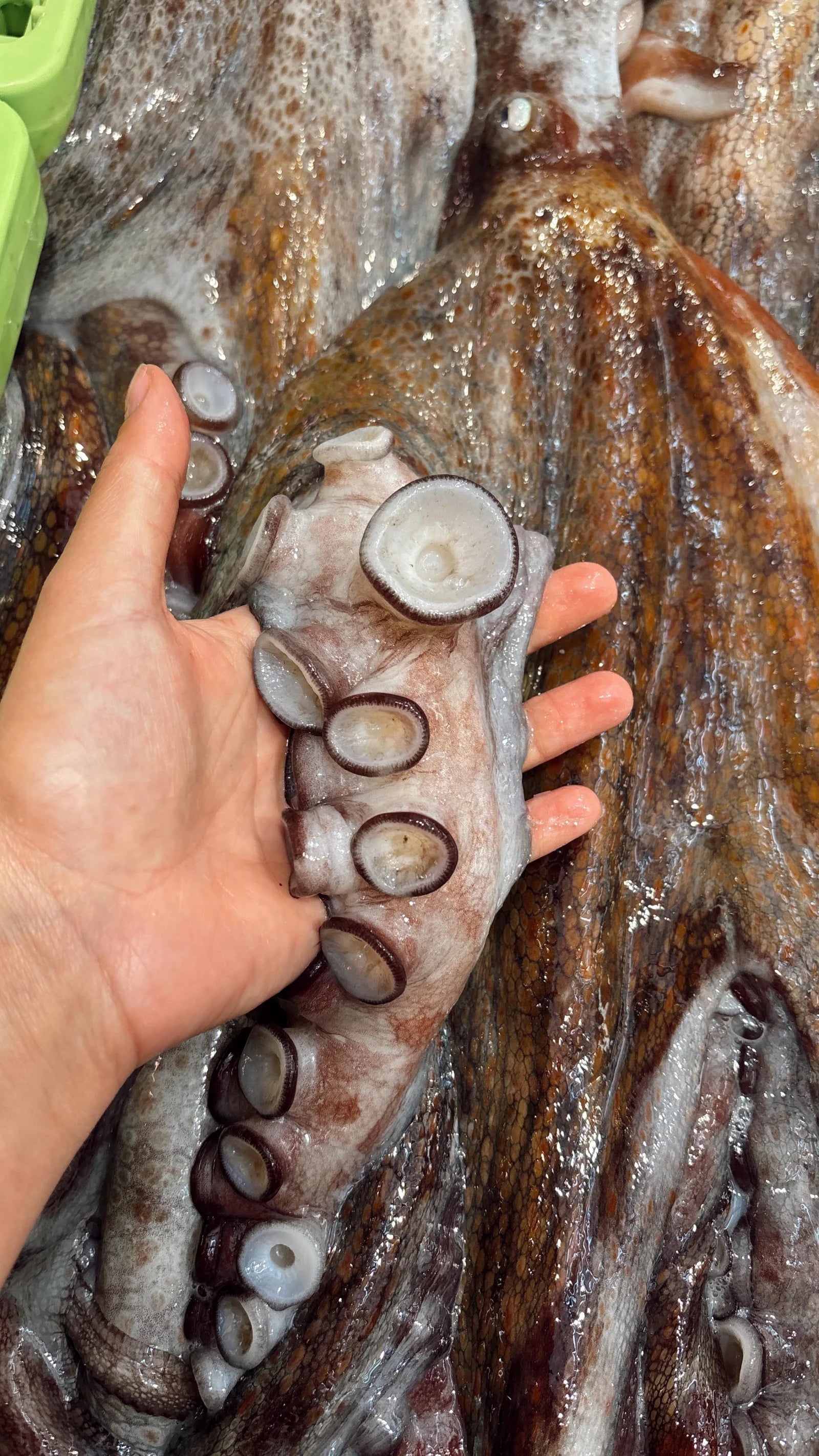 Pulpo